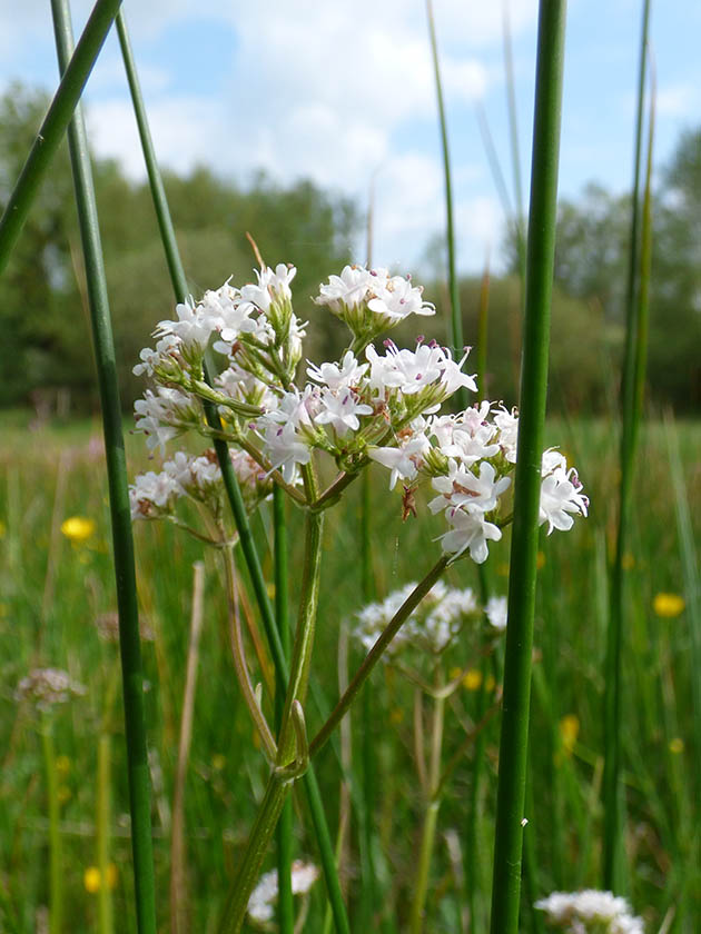 Valeriana dioica